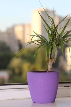 Flower on the windowsill. Foto stock