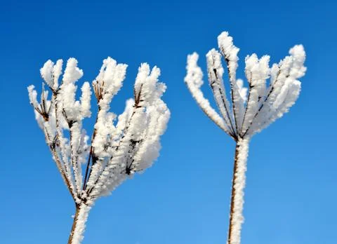 Flower in winter with frozen ice crystals. Stock Photos