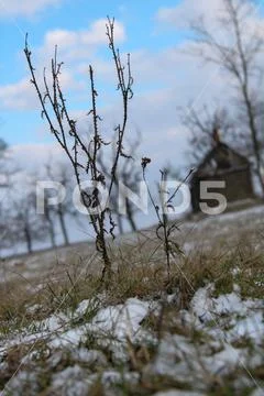 Flower in winter Stock Photos