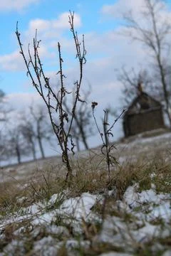 Flower in winter Stock Photos