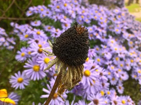 Flower Withered Stock Photos