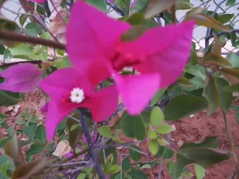 Flower within flower Foto stock