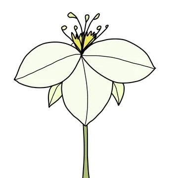 Flower without background Stock Illustration