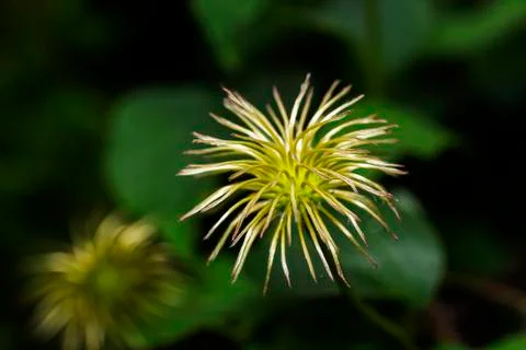 Flower without petals Stockfoto's