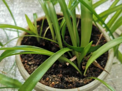 Flower working Stock Photos