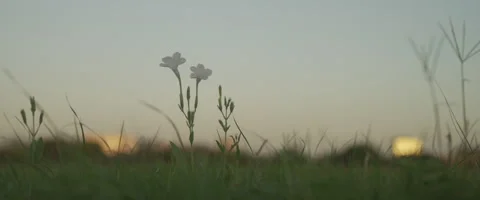 Flower WS Stock Footage 278447918