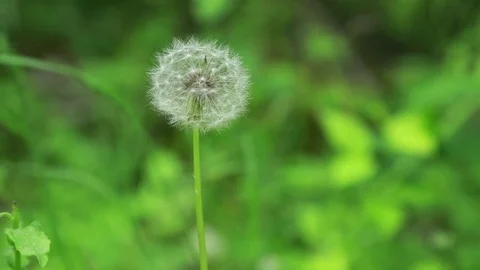 Flower in the yard, japan park Stock Footage