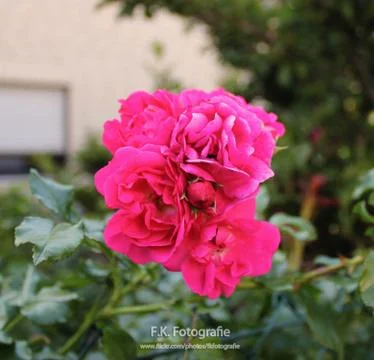 Flower in yard 写真素材