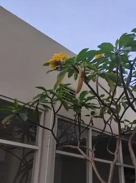 Flower in the yard Stock Photos