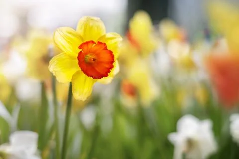 Flower yellow daffodils. Stock Photos
