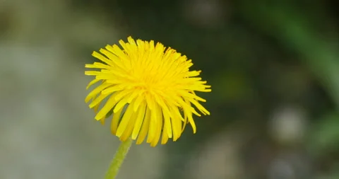 Flower yellow dandelion close-up Stock Footage 113676845