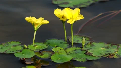 Flower of yellow floating heart floating on a pond, Nymphoides peltata Stock Footage 140029166
