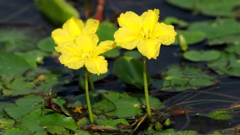 Flower of yellow floating heart floating on a lake, Nymphoides peltata Stock Footage 140277049