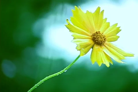 Flower yellow Stock Footage 1221083