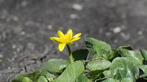 Flower of yellow Stock Footage 36539485