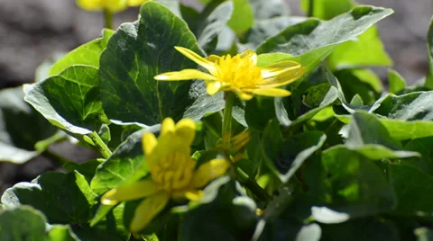 Flower of yellow Video stock 36539545