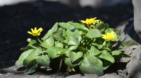 Flower of yellow Video stock 36539609