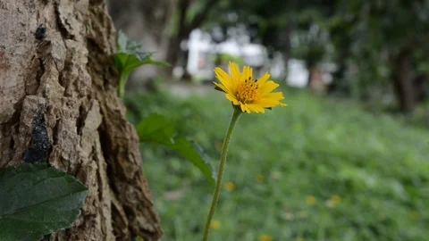 Flower with Yellow Stock Footage 91057450