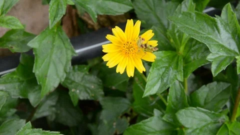 Flower with Yellow Stock Footage 91057468