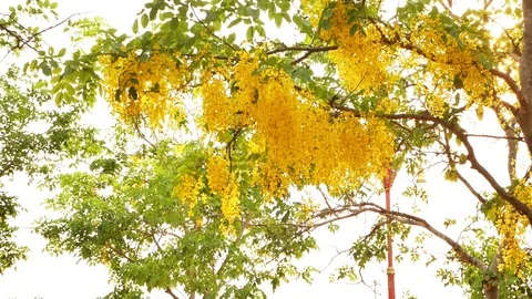 Flower yellow Stock Footage 106079241