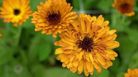 Flower yellow Stock Footage 142209818