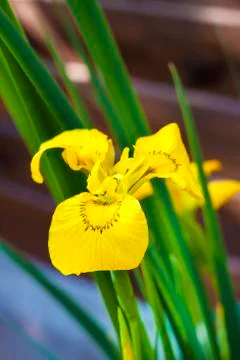 Flower of yellow iris (Iris pseudacorus) closeup Stock Photos