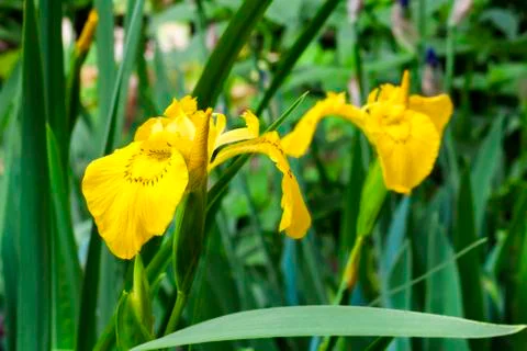 Flower of yellow iris (Iris pseudacorus) closeup Stock Photos