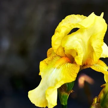 Flower of yellow iris. Macro. Stock Photos