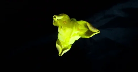 A flower of yellow iris opens against a black background Stock Footage 79440262