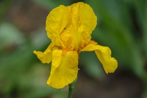 Flower yellow iris Stock Photos