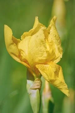 Flower of an Yellow Iris Stock Photos