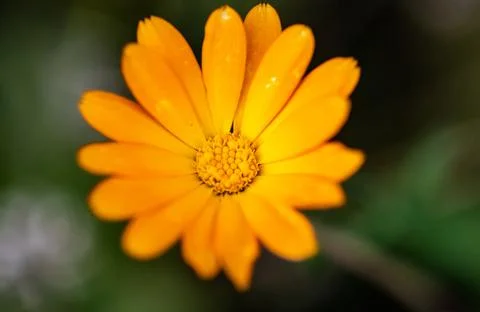 The flower is yellow. Macro image Stock-Fotos
