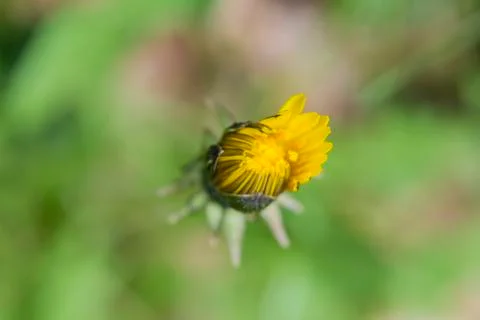 Flower yellow 写真素材