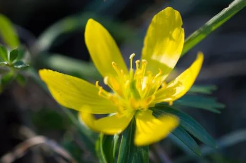 Flower Yellow Фото
