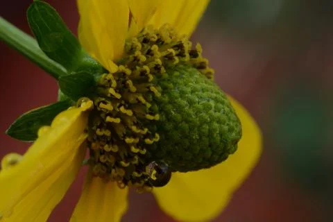 Flower in yellow 스톡 사진