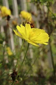 Flower yellow Stock Photos