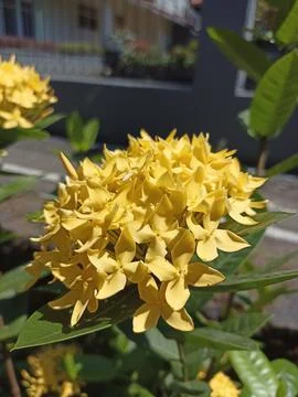 Flower yellow Stock Photos