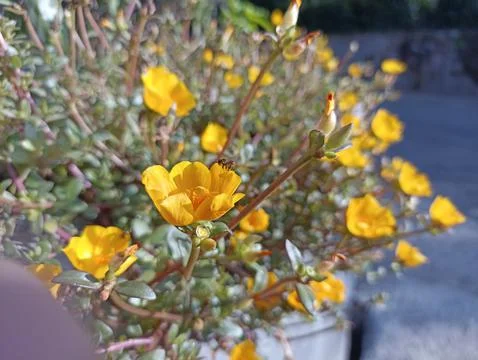 Flower yellow Stock Photos
