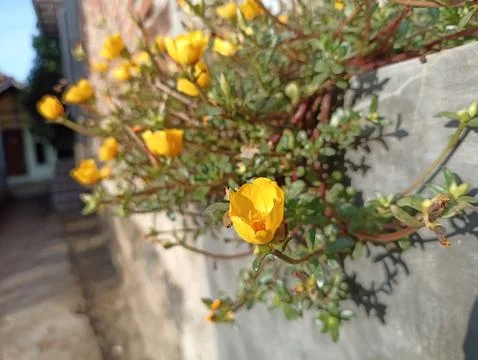 Flower yellow Stock Photos