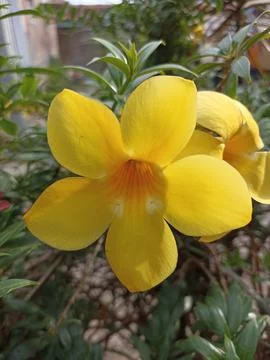 Flower yellow Stock Photos