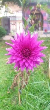 Flower with yellow Stock Photos