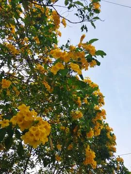 Flower yellow Stock Photos