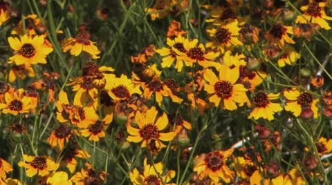 Flower zoom Stock Footage 20591964