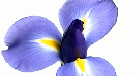 Flower Zoom Stock Footage 33910608