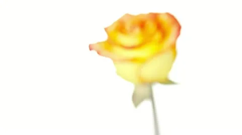 Flower, zoom motion Video stock 22255757