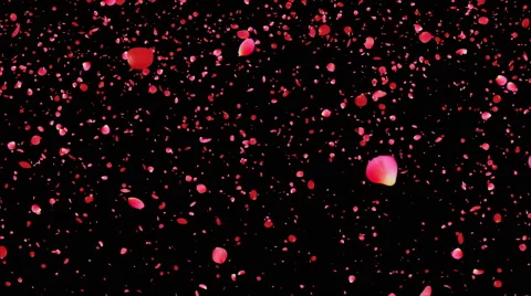 Flower002 falling red petal Stock Footage 48008896