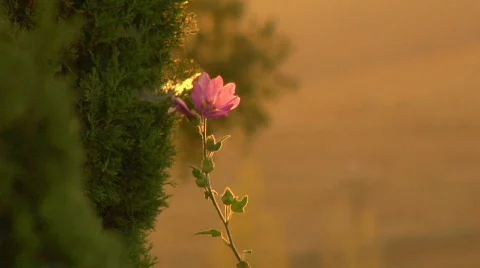 Flower01 Stock Footage 266857