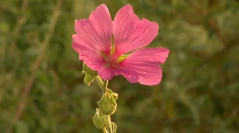 Flower02 Stock Footage 266849
