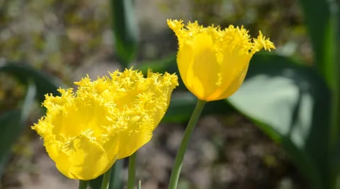 Flower02 動画素材 23302098