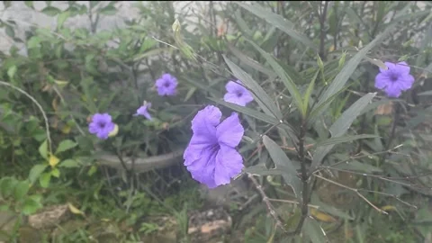 Flower02 Stock Footage 237301137